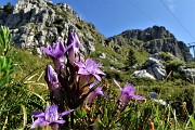 20 Gentiana anisodonta-ramosa con vista sui contrafforti rocciosi dello Zucco Barbesino